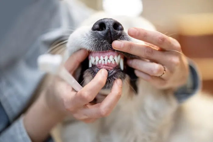Heritage Animal Hospital of Plymouth & Maple Grove Picture 6