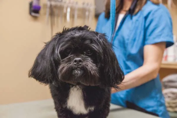 Heritage Animal Hospital of Plymouth & Maple Grove Picture 4