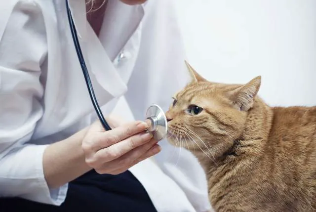 Heritage Animal Hospital of Plymouth & Maple Grove Picture 7