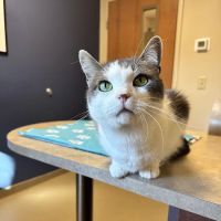 Edinburgh Pet Health Center ico