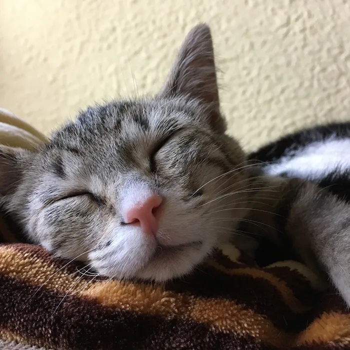 Edinburgh Pet Health Center Picture 3