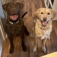 Brooklyn Park Pet Hospital ico