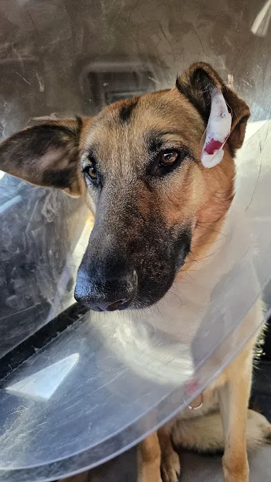 Allied Veterinary Emergency & Referral Picture 1