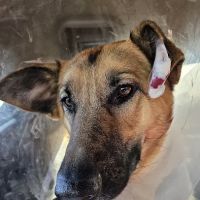 Allied Veterinary Emergency & Referral ico