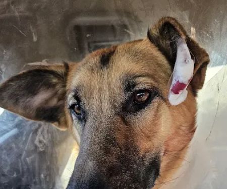 Allied Veterinary Emergency & Referral