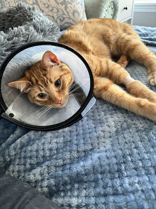 Allied Veterinary Emergency & Referral Picture 3