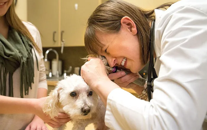 Haarstad Veterinary Dermatology Picture 3