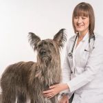 Haarstad Veterinary Dermatology