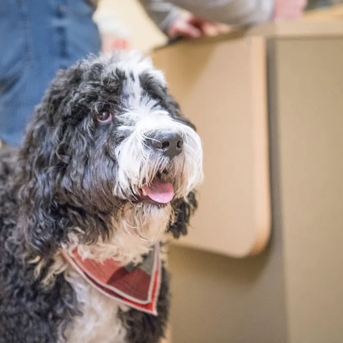 Haarstad Veterinary Dermatology Picture 7