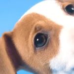 Douglas Animal Hospital