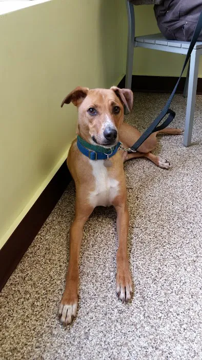 Douglas Animal Hospital Picture 9