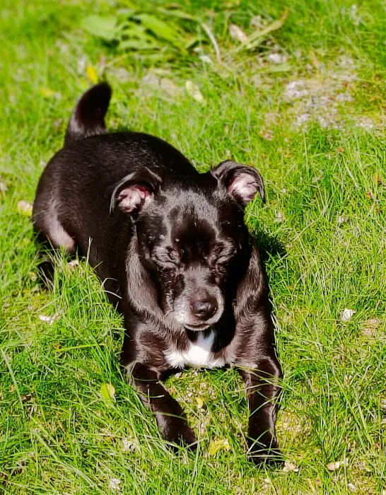 Blaine Family Veterinary Hospital Picture 10