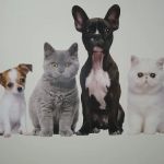 Blaine Central Veterinary Clinic