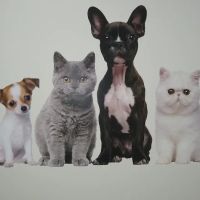Blaine Central Veterinary Clinic ico