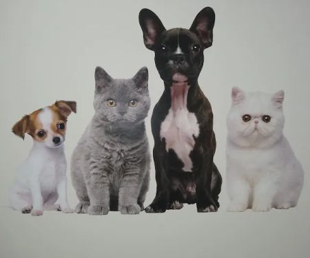 Blaine Central Veterinary Clinic