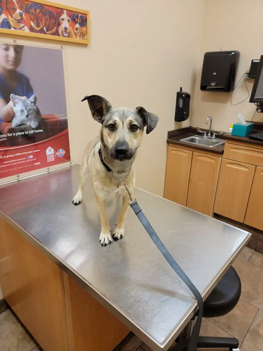 Foley Boulevard Animal Hospital Picture 1