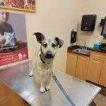 Foley Boulevard Animal Hospital