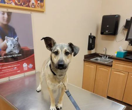 Foley Boulevard Animal Hospital