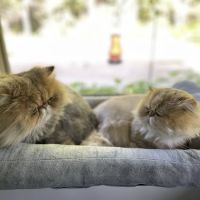 Mendakota Animal Hospital ico