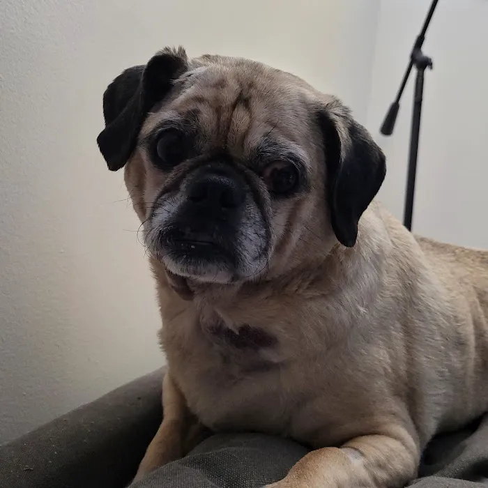 Banfield Pet Hospital Picture 1