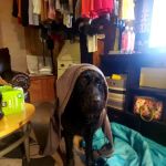 Pomeroy's Animal Hospital