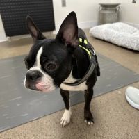 Golden Veterinary Care ico