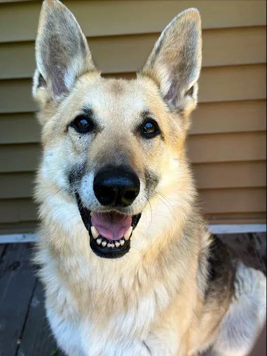 Golden Veterinary Care Picture 7
