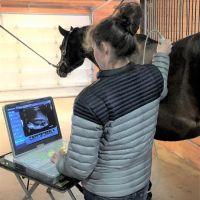 Renier Equine Veterinary Services ico