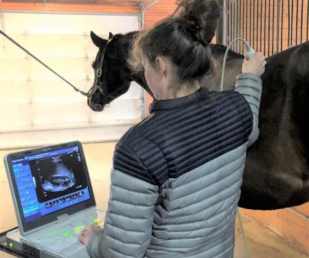 Renier Equine Veterinary Services