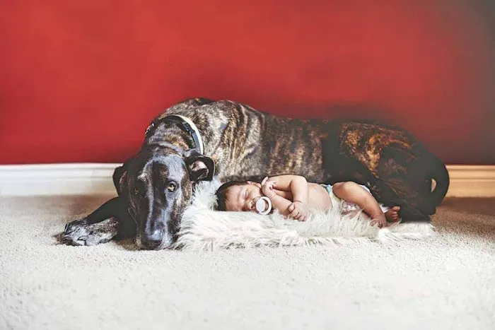 Oakwood Pet Clinic Picture 1