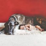 Oakwood Pet Clinic