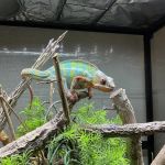 Northwest Exotic Pet Vet