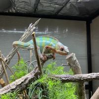 Northwest Exotic Pet Vet ico