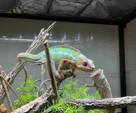 Northwest Exotic Pet Vet