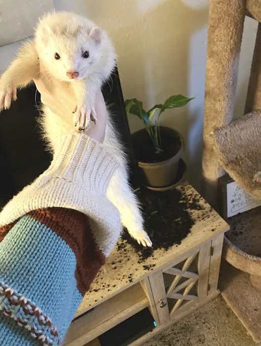 Northwest Exotic Pet Vet Picture 2