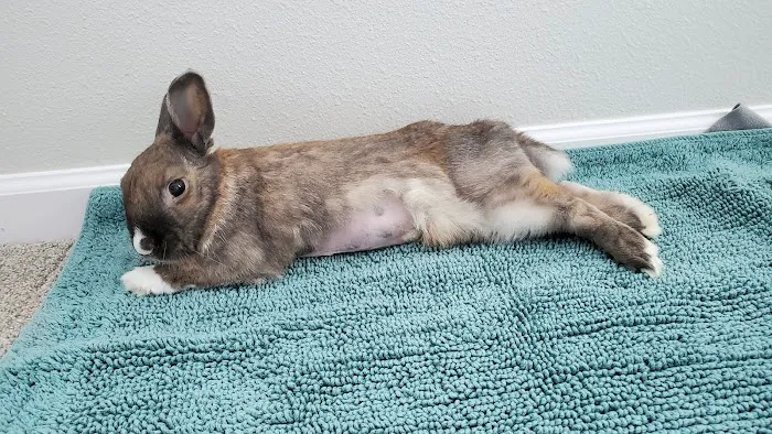 SW Animal Hospital Picture 3