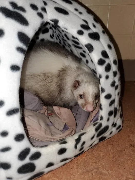 SW Animal Hospital Picture 9