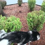 Banfield Pet Hospital