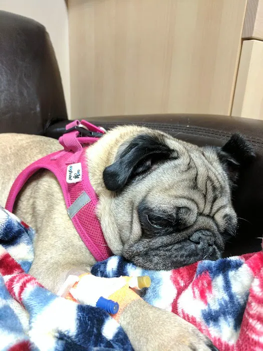Cedar Mill Veterinary Hospital Picture 2