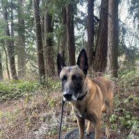 Cedar Mill Veterinary Hospital ico