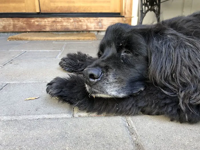Cedar Mill Veterinary Hospital Picture 7