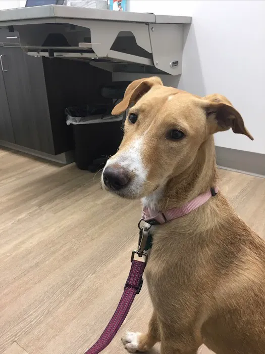 WellHaven Pet Health Cedar Hills Picture 6