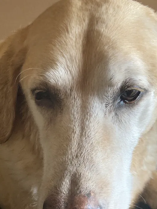 The Animal Eye Doctor Picture 5