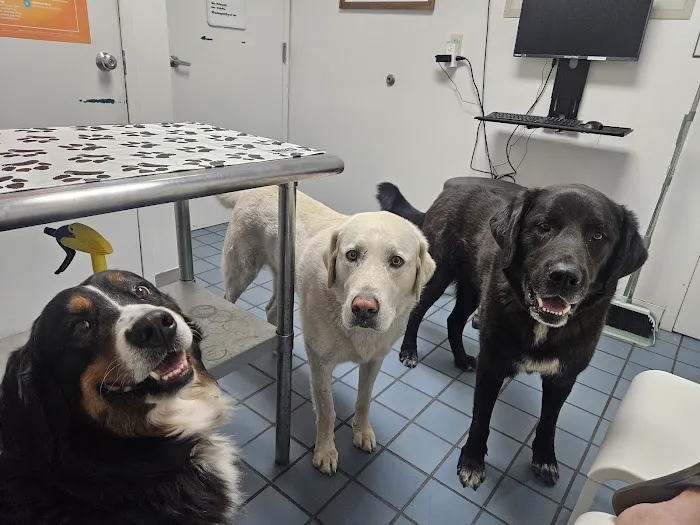 North Beaverton Pet Hospital Picture 9