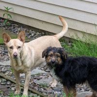North Beaverton Pet Hospital ico