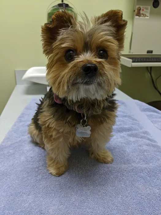 Cornell Center Animal Hospital Picture 1