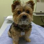 Cornell Center Animal Hospital