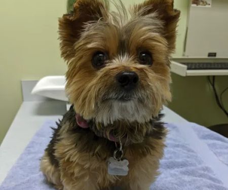 Cornell Center Animal Hospital