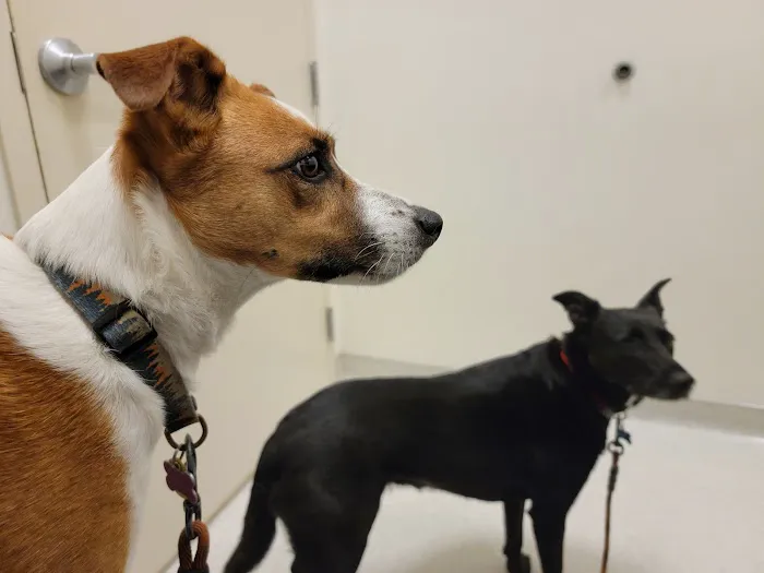 Canyon Pet Hospital Picture 2