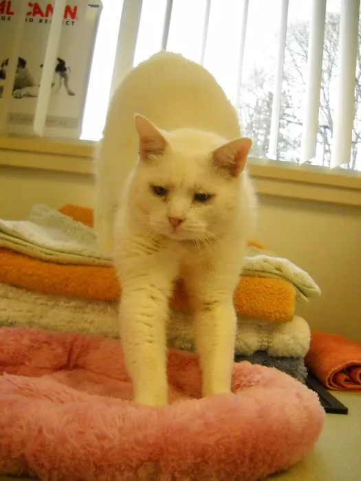 Canyon Pet Hospital Picture 10